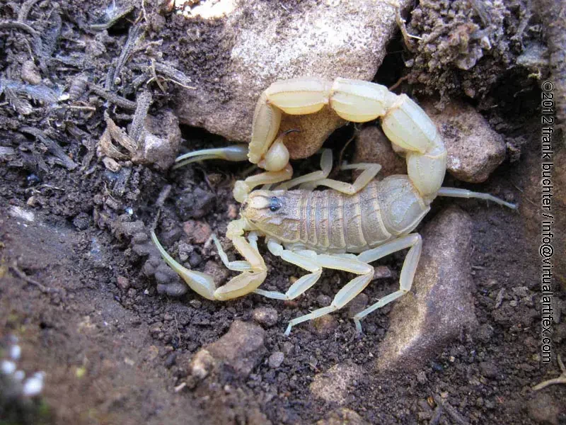 Poisonous Fauna in Portugal